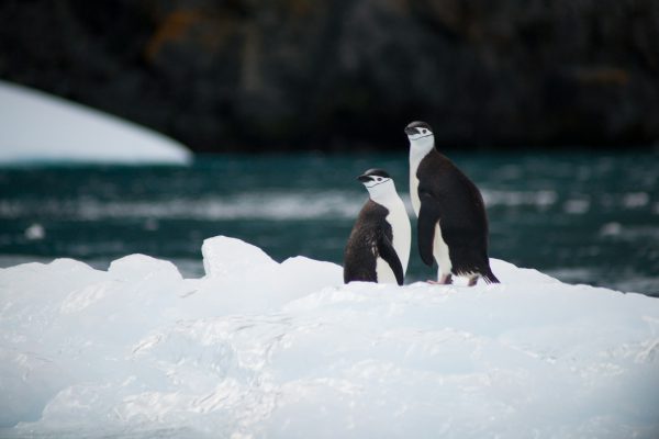 Luxury Arctic & Antarctica Vacations image