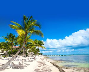 Palm trees on beachfront in KeyWest Florida - Leisure Travel Enterprises
