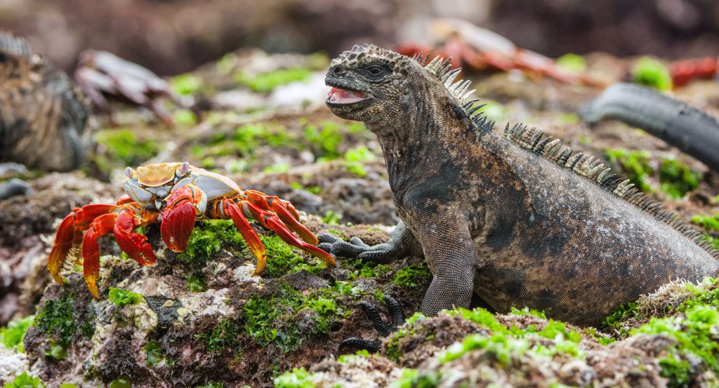 Galapagos iguana & crab - Leisure Travel Enterprises