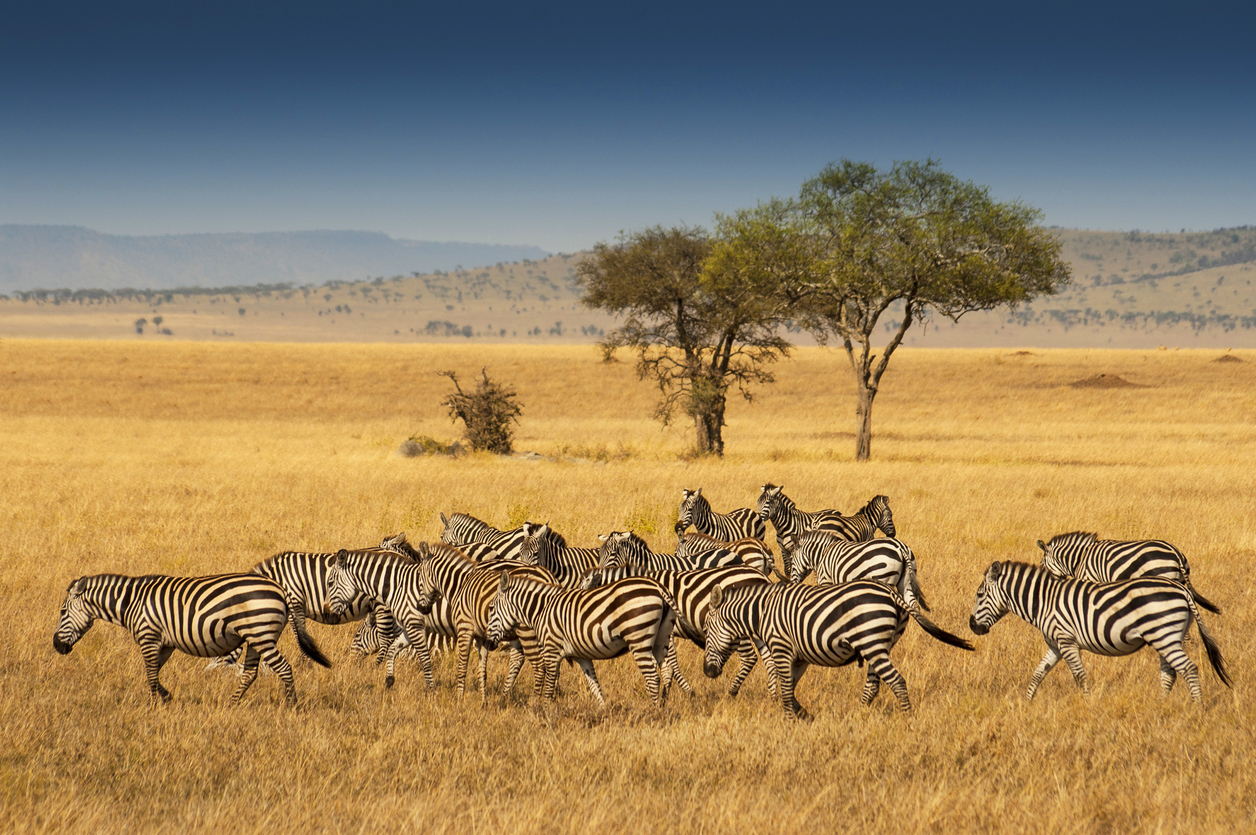 Herd of Plains Zebras in the Serengeti National Park, Tanzania. - LTE