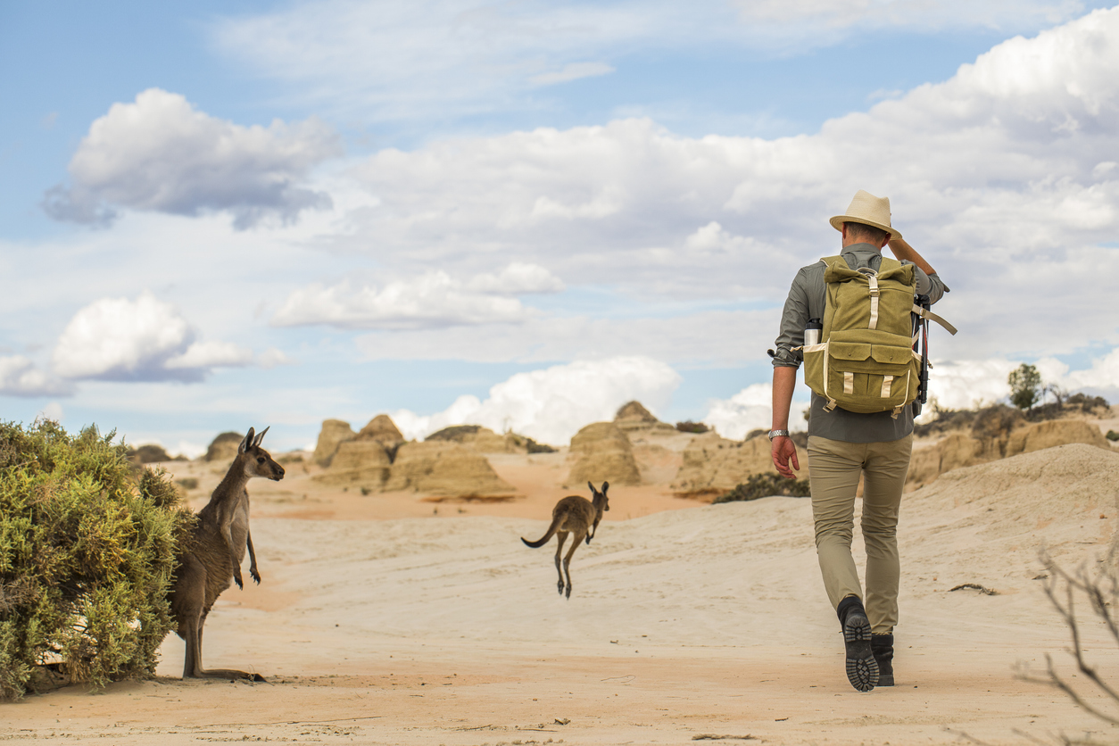 kangaroos on an adventure in outback Australia - LTE