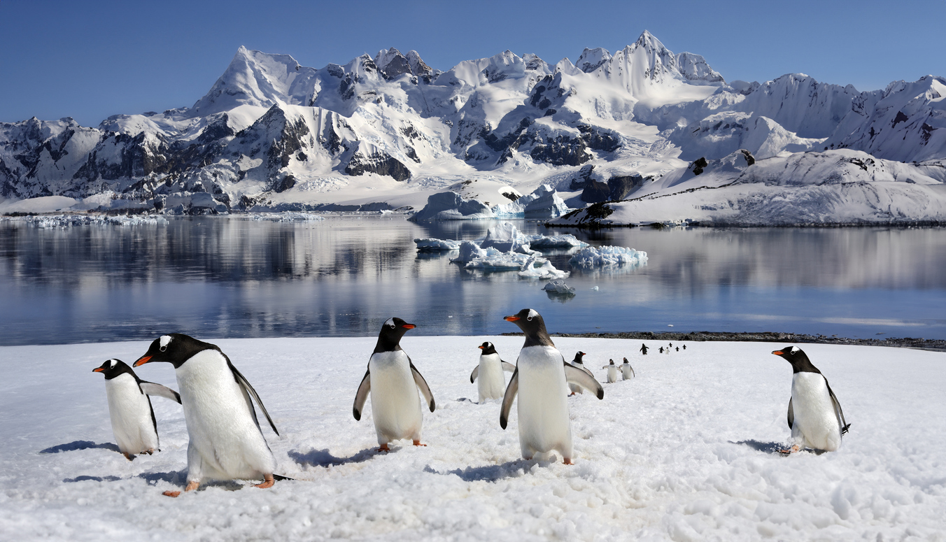 Gentoo Penguins - Antarctica - LTE