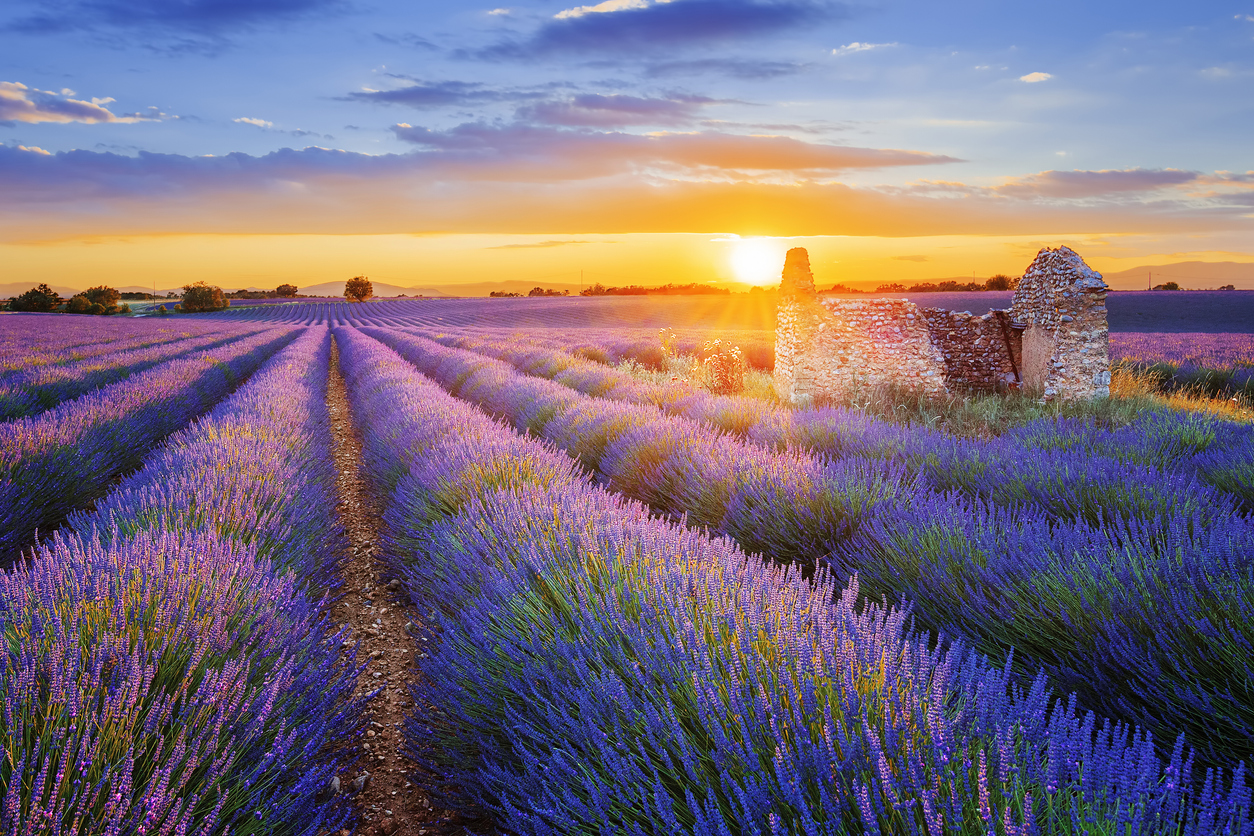 Purple lavender filed in Valensole. Provence, France - Leisure Travel Enterprises