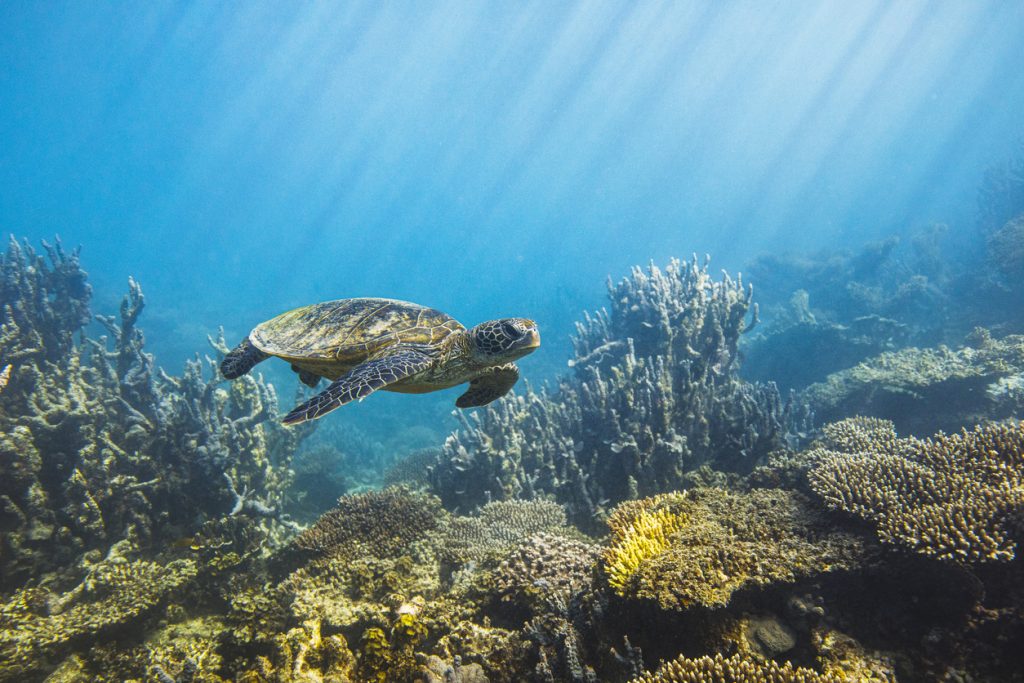 Sea turtle swimming along ocean reef in morning light - Leisure Travel Enterprises