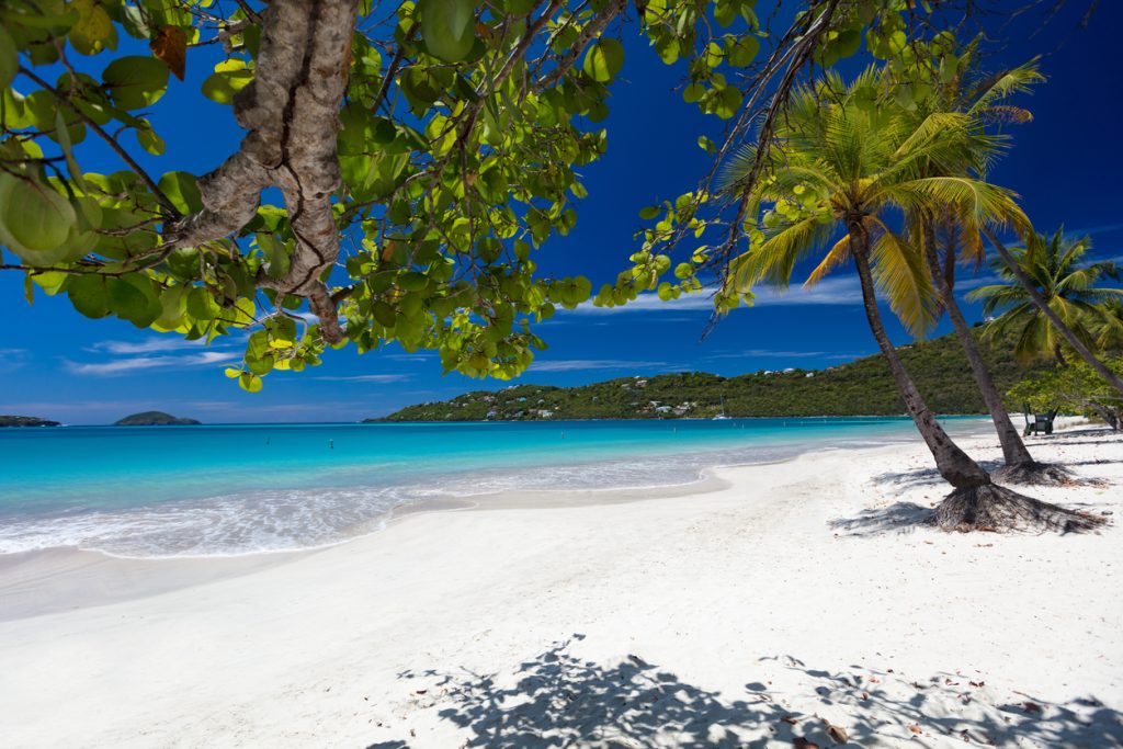 Palm trees on Magens Bay Beach, St Thomas - Leisure Travel Enterprises 